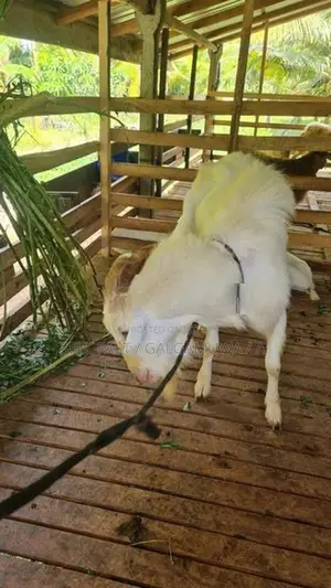 Farm Goat