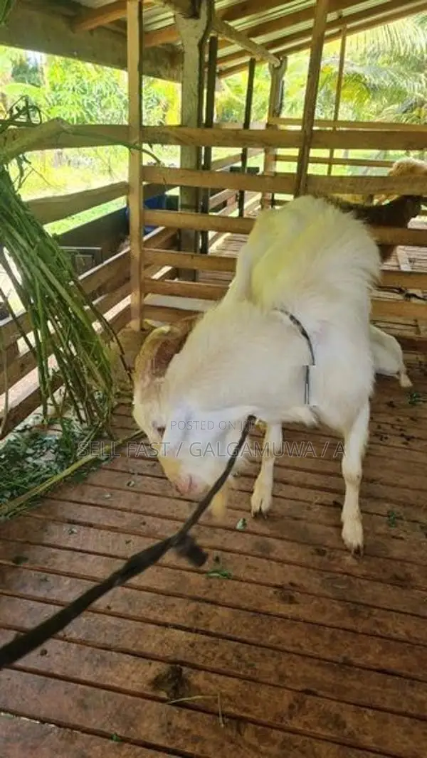 Farm Goat