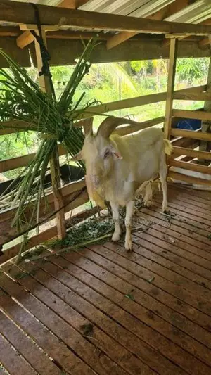 Farm Goat