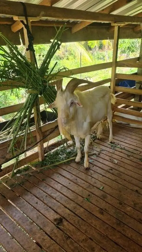 Farm Goat