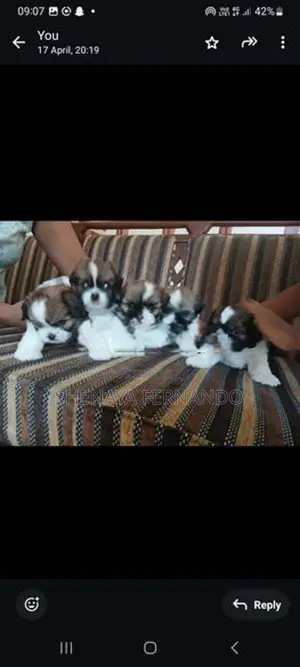 Shih Tzu Puppies