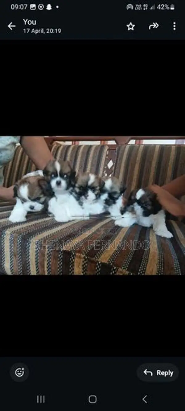 Shih Tzu Puppies