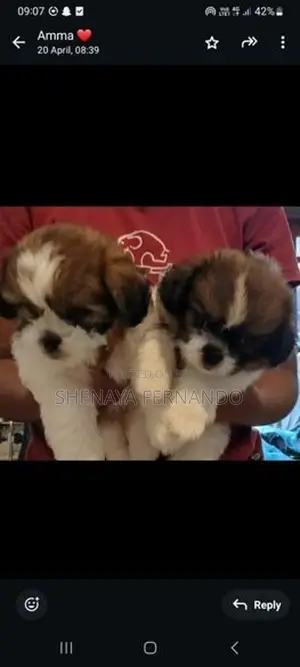 Shih Tzu Puppies