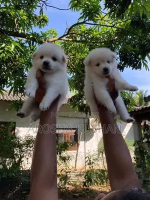 Phomanarian Dog