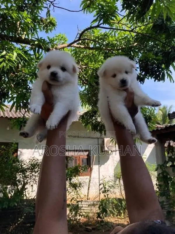 Phomanarian Dog
