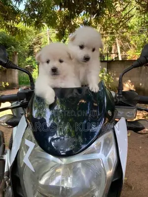Phomanarian Dog