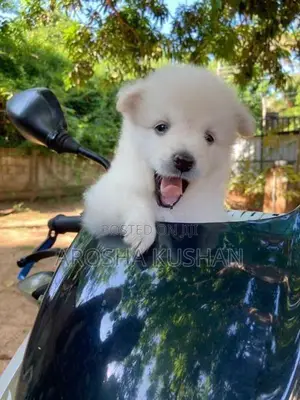 Phomanarian Dog