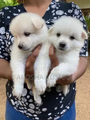 Phomanarian Dog
