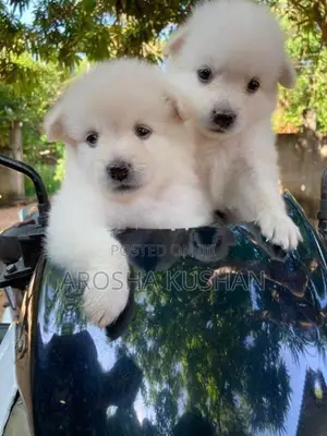 Phomanarian Dog