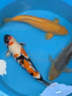 Japanese Koi Carp Fish