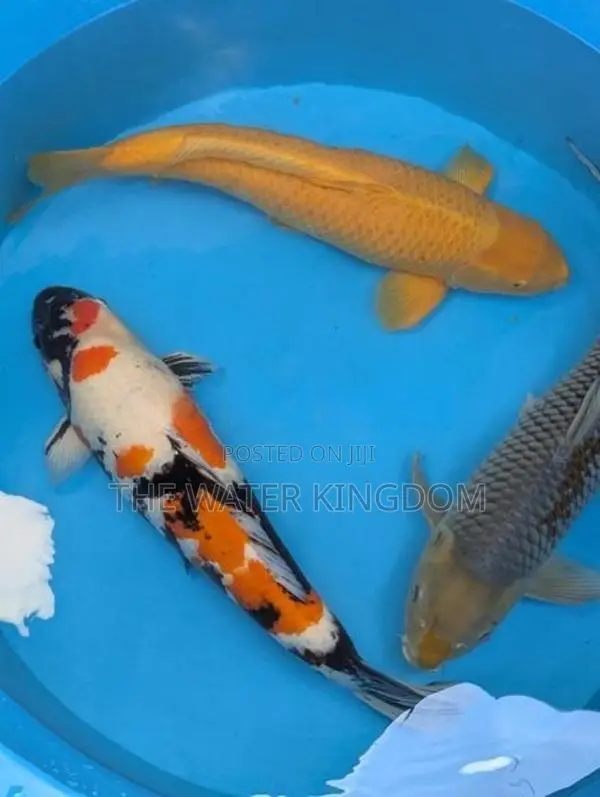 Japanese Koi Carp Fish