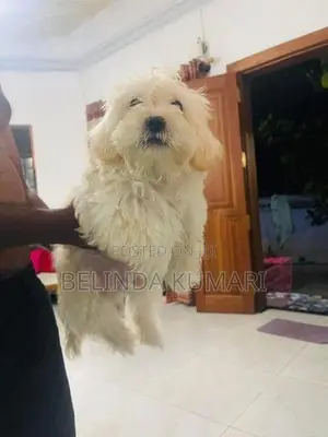 Shih Tzu Male Puppy