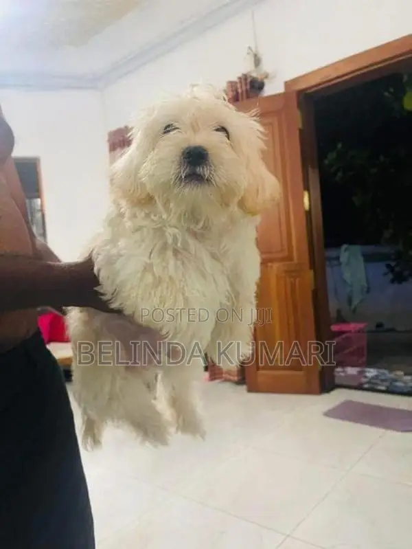 Shih Tzu Male Puppy