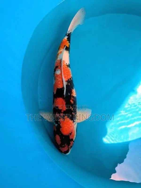 Japanese Koi Carp Fish