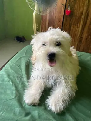 Shih Tzu Male Puppy