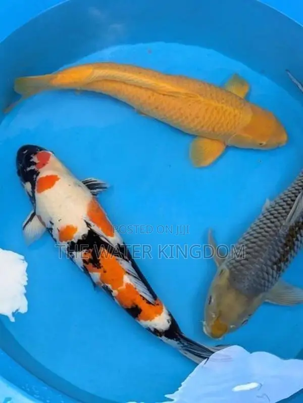 Japanese Koi Carp Fish