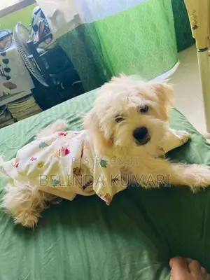 Shih Tzu Male Puppy