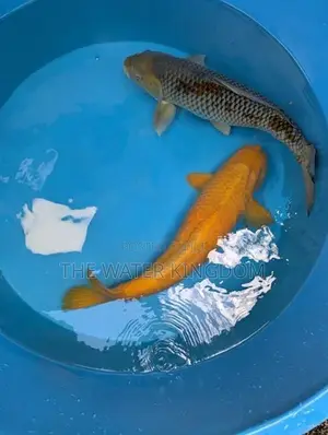 Japanese Koi Carp Fish