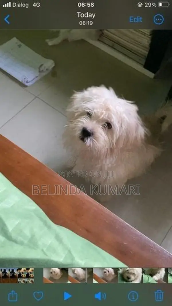 Shih Tzu Male Puppy
