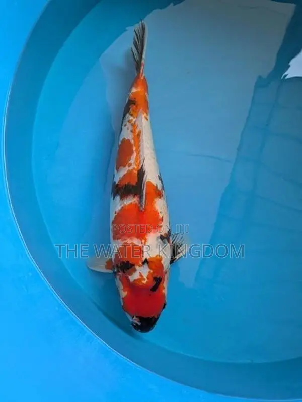 Japanese Koi Carp Fish