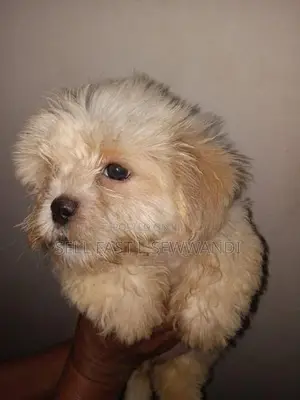 Shih Tzu Dog