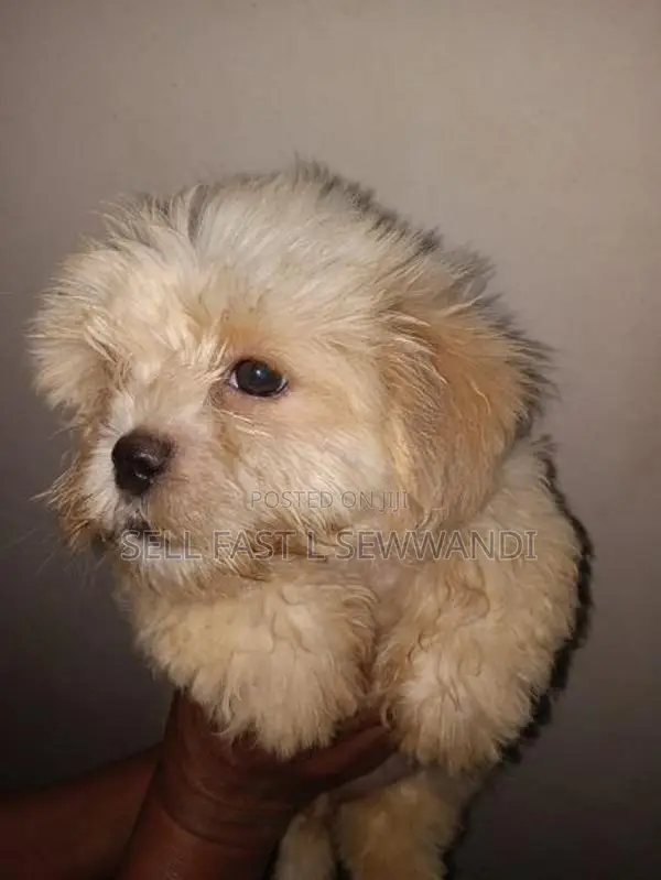 Shih Tzu Dog