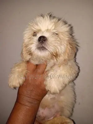 Shih Tzu Dog