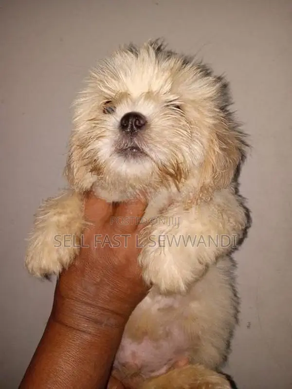 Shih Tzu Dog
