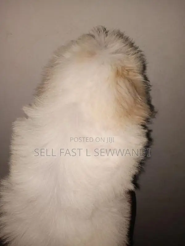 Shih Tzu Dog