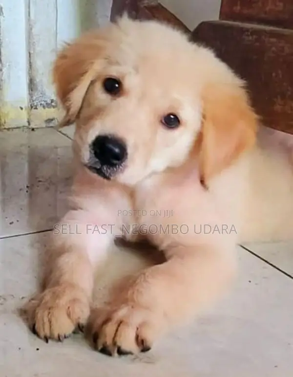 golden retriever