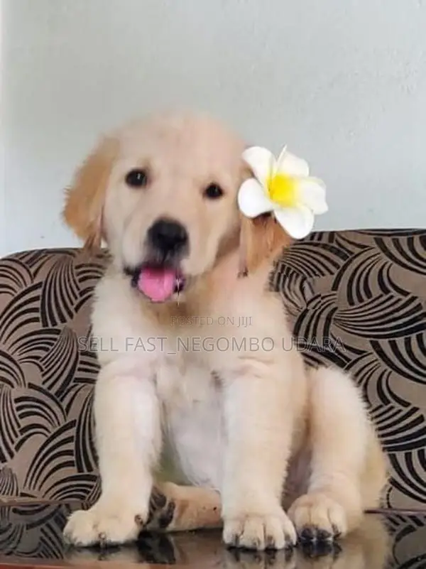 golden retriever