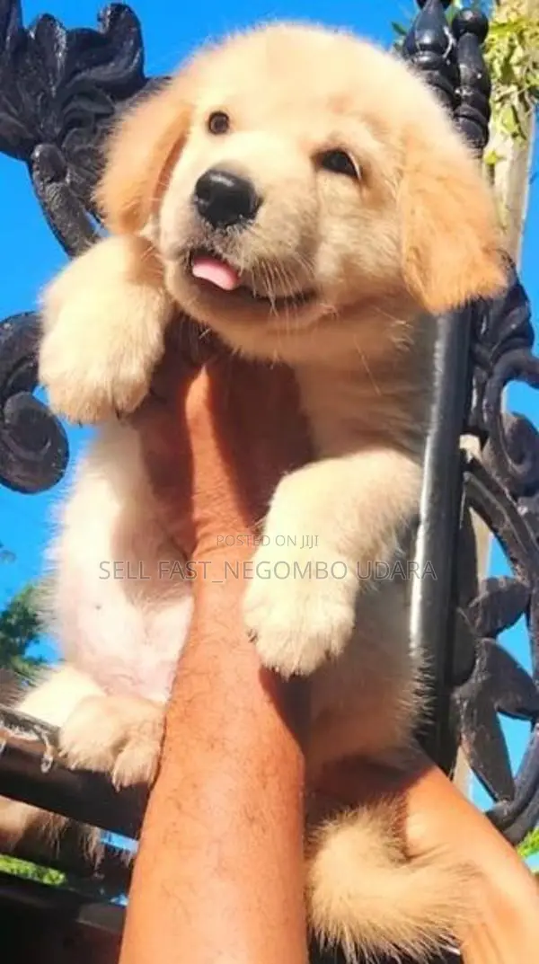 golden retriever