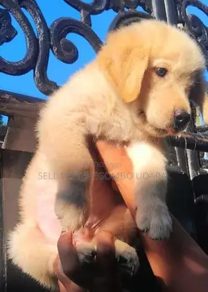 golden retriever