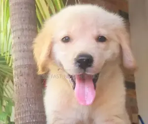 golden retriever