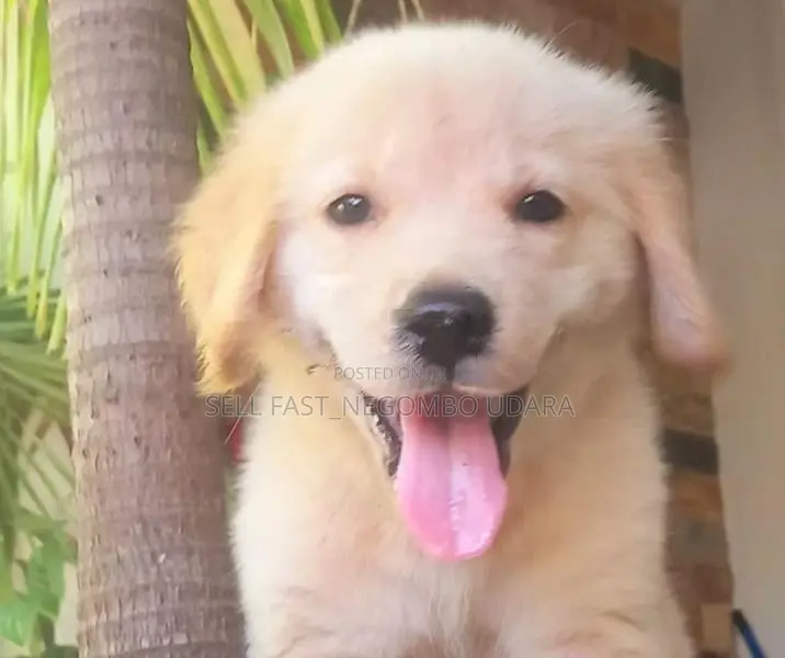 golden retriever