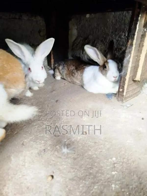 Rabbits
