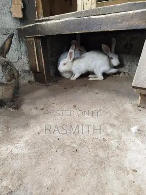 Rabbits