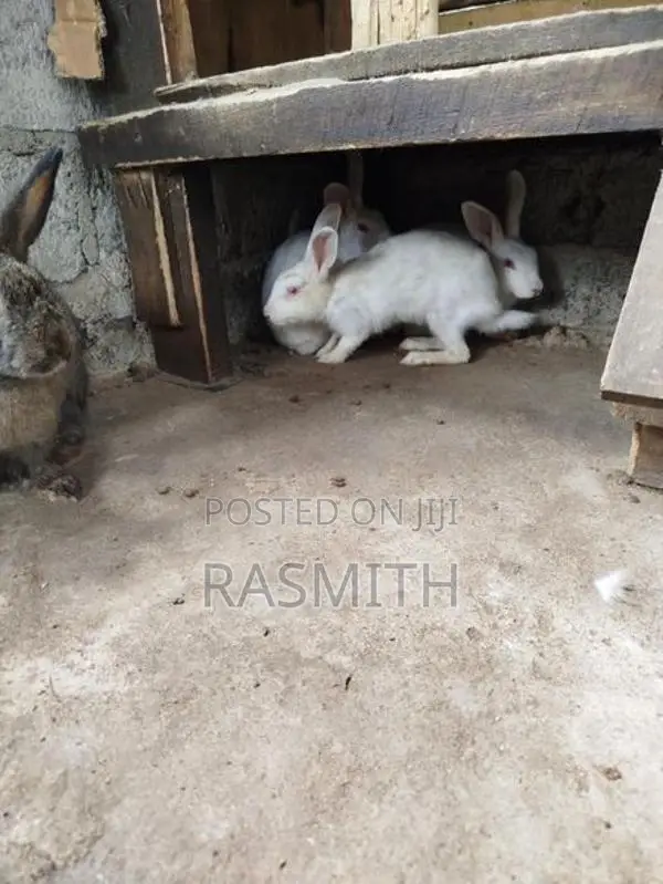 Rabbits