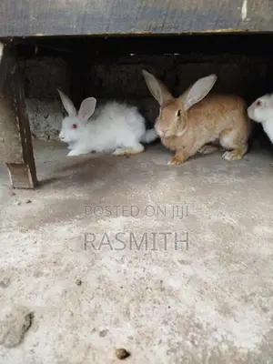 Rabbits