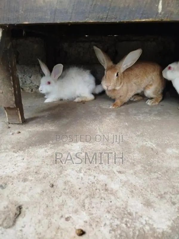 Rabbits