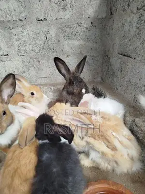 Rabbits