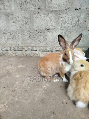 Rabbits