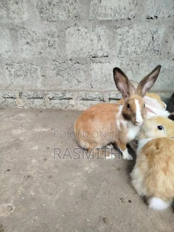Rabbits