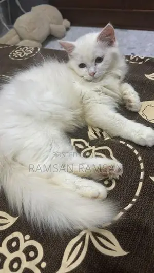 Persian Cat