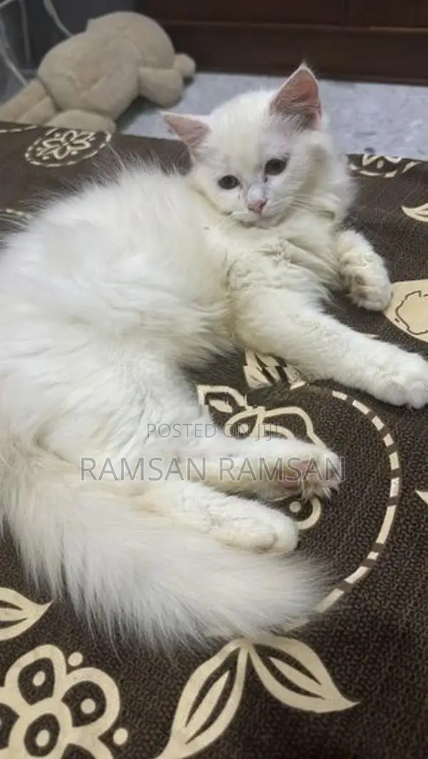 Persian Cat