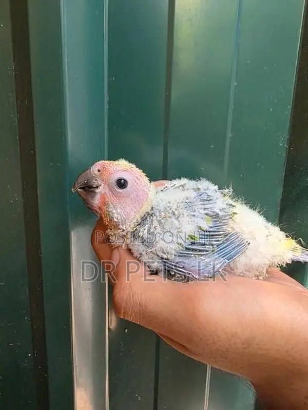 Sun Conure Bird Chick
