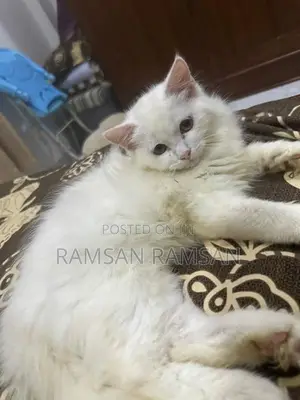 Persian Cat
