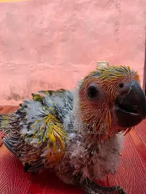 Sun Conure Bird Chick