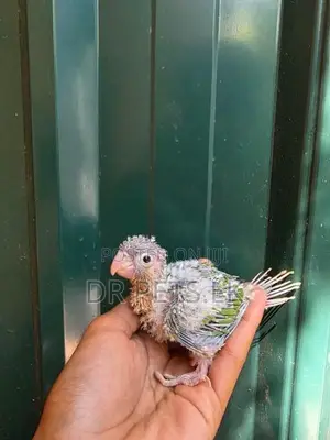 Sun Conure Bird Chick