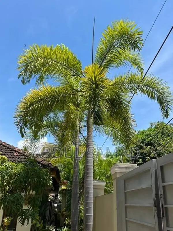 Foxtail Plants